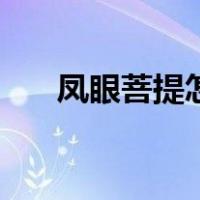 凤眼菩提怎么盘好（凤眼菩提怎么盘）