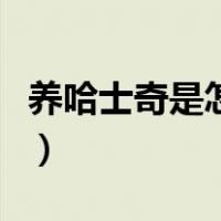 养哈士奇是怎样一种体验（养哈士奇注意事项）