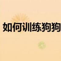 如何训练狗狗坐立不动（如何训练狗狗坐立）