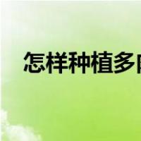 怎样种植多肉植物?（怎样种植多肉植物）