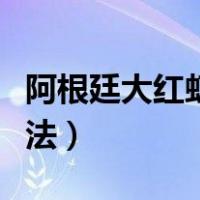 阿根廷大红虾的做法窍门（阿根廷大红虾的做法）