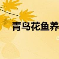 青鸟花鱼养殖论坛（青鸟花鸟鱼虫论坛）