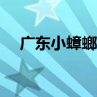 广东小蟑螂怎么消灭（小蟑螂怎么消灭）