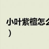 小叶紫檀怎么盘玩和保养（小叶紫檀怎么盘玩）