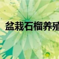 盆栽石榴养殖方法?（盆栽石榴的养殖方法）