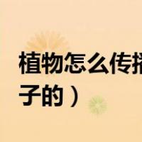 植物怎么传播种子的手抄报（植物怎么传播种子的）