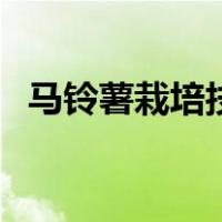 马铃薯栽培技术与管理（马铃薯栽培技术）
