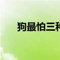 狗最怕三种手势（怎样训练狗狗听话）