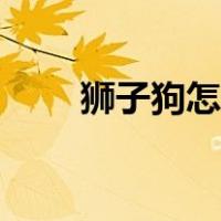 狮子狗怎么玩技能（狮子狗怎么玩）