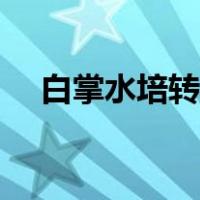 白掌水培转土培要注意什么（白掌水培）