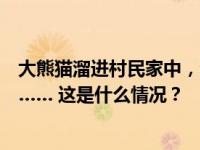大熊猫溜进村民家中，全网关注！腿部骨折、疑有肝脏损伤…… 这是什么情况？