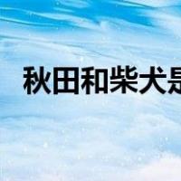 秋田和柴犬是不是一个品种（秋田和柴犬）