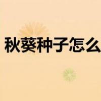 秋葵种子怎么种植最好（秋葵种子怎么种植）