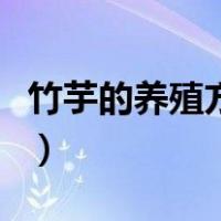 竹芋的养殖方法和注意事项（竹芋的养殖方法）