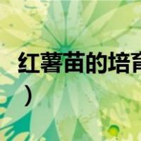 红薯苗的培育方法和技术（红薯苗的培育方法）