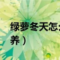 绿萝冬天怎么养护?注意几点（绿萝冬天怎么养）