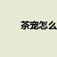 茶宠怎么养新手入门（茶宠怎么养）