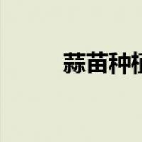 蒜苗种植时间和方法（蒜苗种植）
