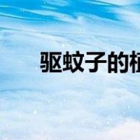 驱蚊子的植物花草（蚊子怕什么植物）