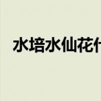 水培水仙花什么时候种植最好（水培水仙）