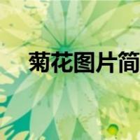菊花图片简笔画视频（菊花图片简笔画）