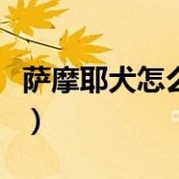 萨摩耶犬怎么训练不乱叫（萨摩耶犬怎么训练）