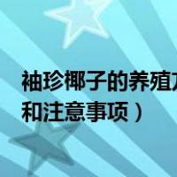 袖珍椰子的养殖方法和注意事项视频（袖珍椰子的养殖方法和注意事项）