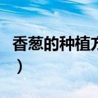 香葱的种植方法和时间视频（香葱的种植方法）
