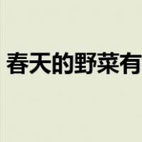 春天的野菜有哪些功效（春天的野菜有哪些）