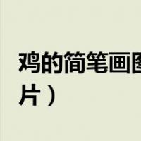 鸡的简笔画图片大全可爱简单（鸡的简笔画图片）