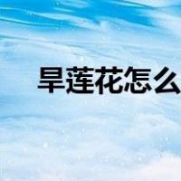旱莲花怎么养才能开花（旱莲花怎么养）
