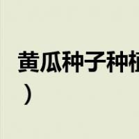 黄瓜种子种植时间和方法（黄瓜种子怎么种植）