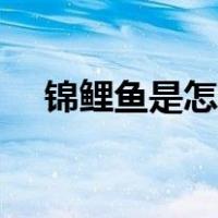 锦鲤鱼是怎么繁殖的（鱼是怎么繁殖的）