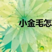 小金毛怎么养听话（小金毛怎么养）