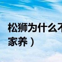 松狮为什么不适合家养呢（松狮为什么不适合家养）