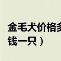 金毛犬价格多少钱一只幼犬（金毛犬价格多少钱一只）