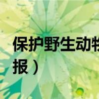 保护野生动物手抄报模板（保护野生动物手抄报）
