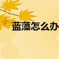 蓝藻怎么办（用最简单的方法解决蓝藻）