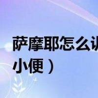 萨摩耶怎么训练大小便的（萨摩耶怎么训练大小便）