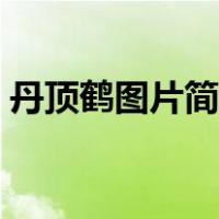 丹顶鹤图片简笔画可爱（丹顶鹤图片简笔画）