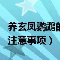 养玄凤鹦鹉的注意事项有哪些（养玄凤鹦鹉的注意事项）