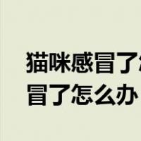猫咪感冒了怎么办 感冒吃什么药好（猫咪感冒了怎么办）