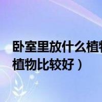 卧室里放什么植物比较好又净化空气除甲醛（卧室里放什么植物比较好）
