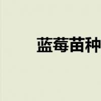 蓝莓苗种植注意事项（蓝莓苗种植）