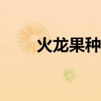火龙果种子种植方法（火龙果种子）