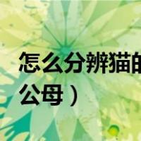 怎么分辨猫的公母要最简单的（怎么分辨猫的公母）