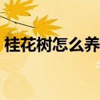 桂花树怎么养才长得好北方（桂花树怎么养）