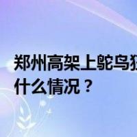 郑州高架上鸵鸟狂奔，最新：动物园已将其控制并带走 这是什么情况？
