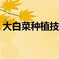 大白菜种植技术全套视频（大白菜种植技术）