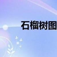 石榴树图片简笔画（树图片简笔画）